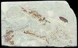 Bargain, Pair of Cretaceous Fossil Fish - Lebanon #70023-2